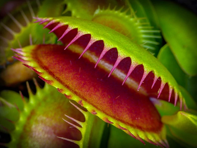 Carnivorous plant with open mouth.